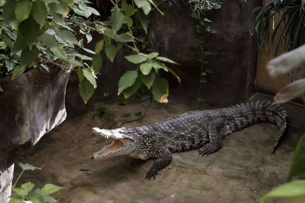 Cuban crocodile