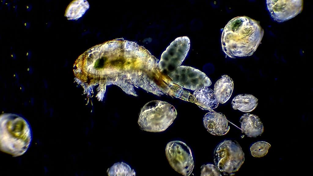 Copepods