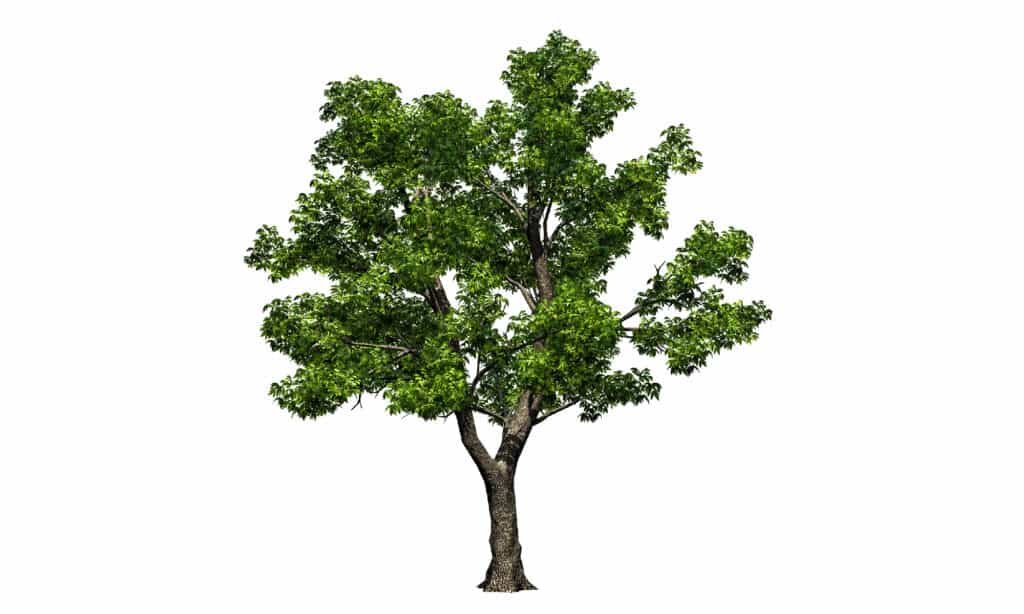 Ash Tree, Plant Bark, Green Ash, Leaf, Forest