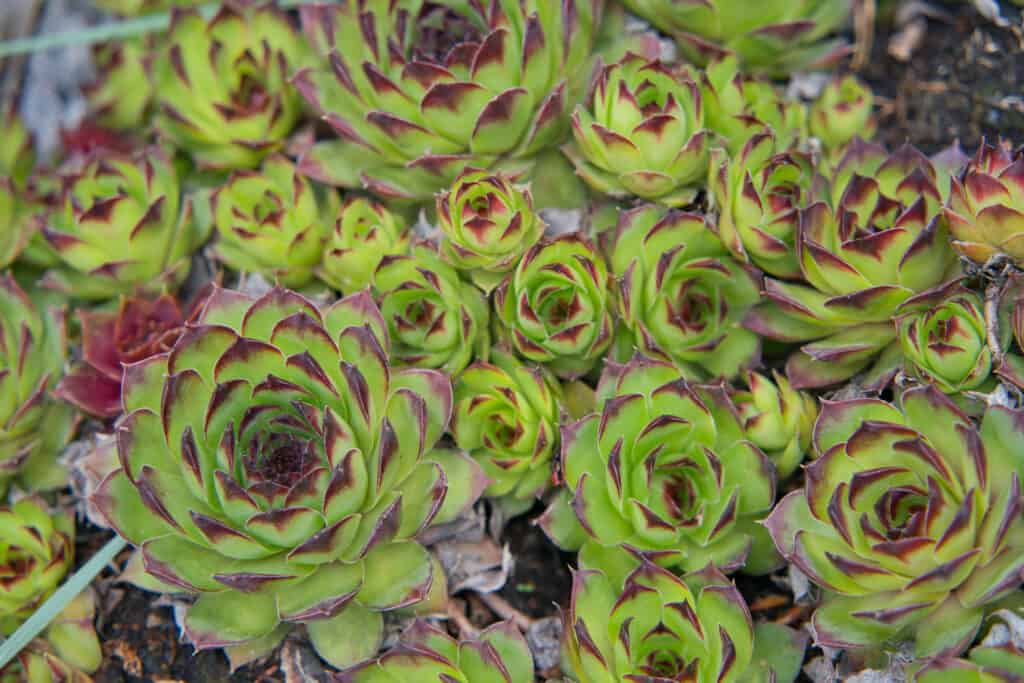 Sempervivum tectorum,Common Houseleek, - perennial plant growing in flower pot. Sempervivum in nature