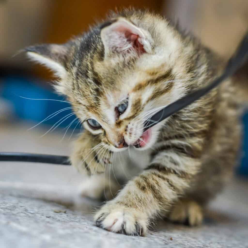 portrait of a striped light brown one month old kitten and blue eyes chewing an electrical cable, shallow depth focus