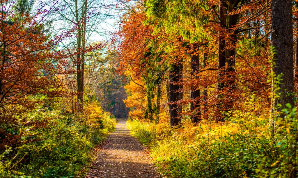 Forest, Autumn, Footpath, Multi Colored, Autumn Leaf Color