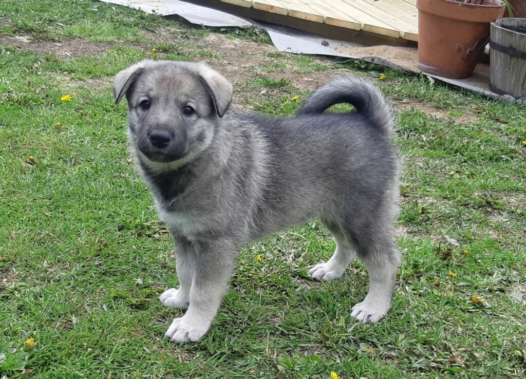Swedish elkhound puppy standing outside