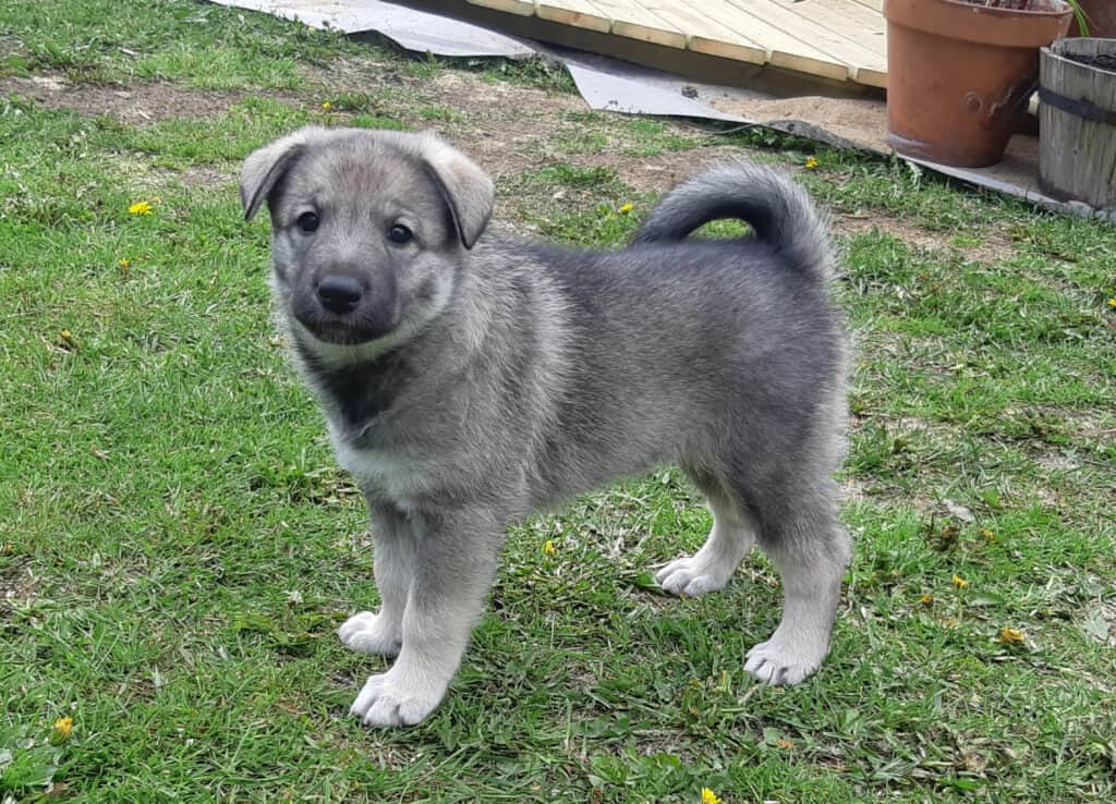 Swedish best sale white elkhound