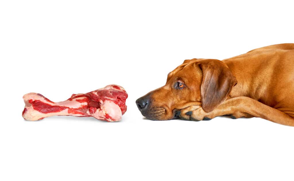 Dog sniffs big raw beef bone as food