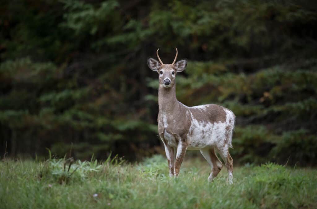 piebald person