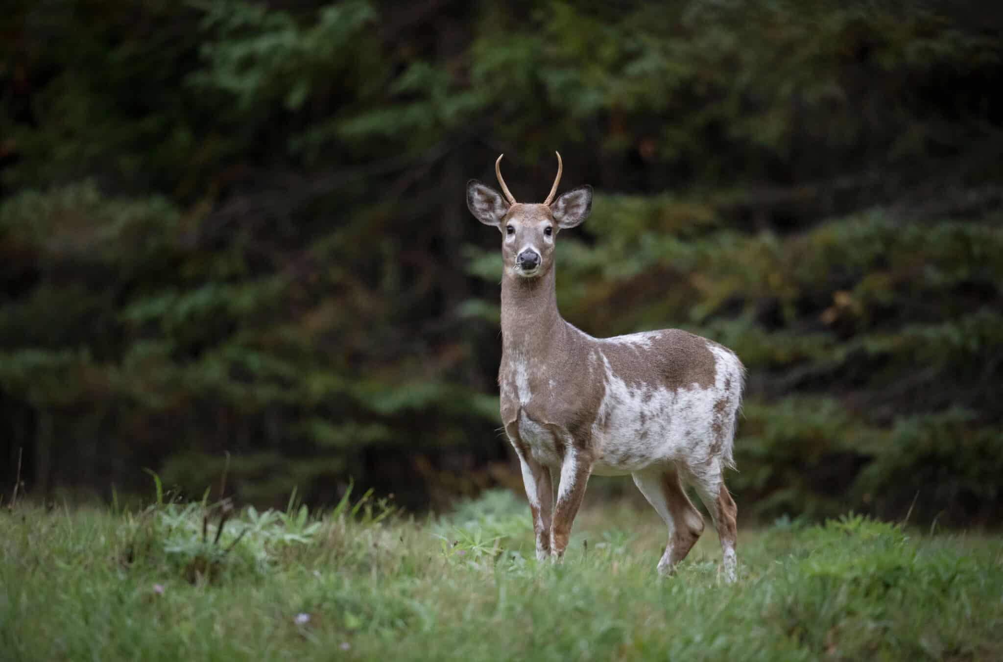 Deer Season In Minnesota: Everything You Need To Know To Be Prepared ...