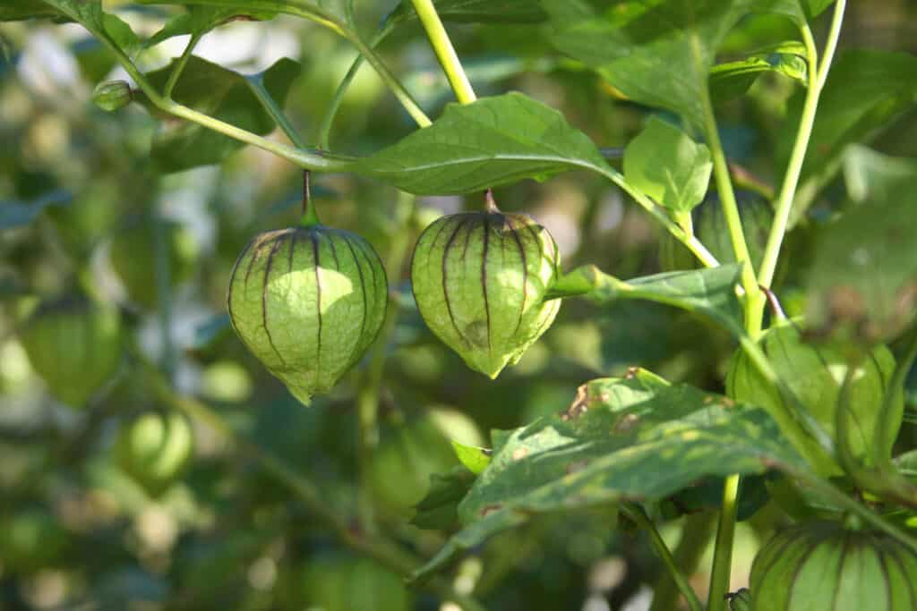 Tomatillos Vs Ground Cherries