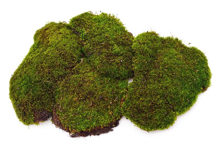 Bunch of green moss isolated on a white background.