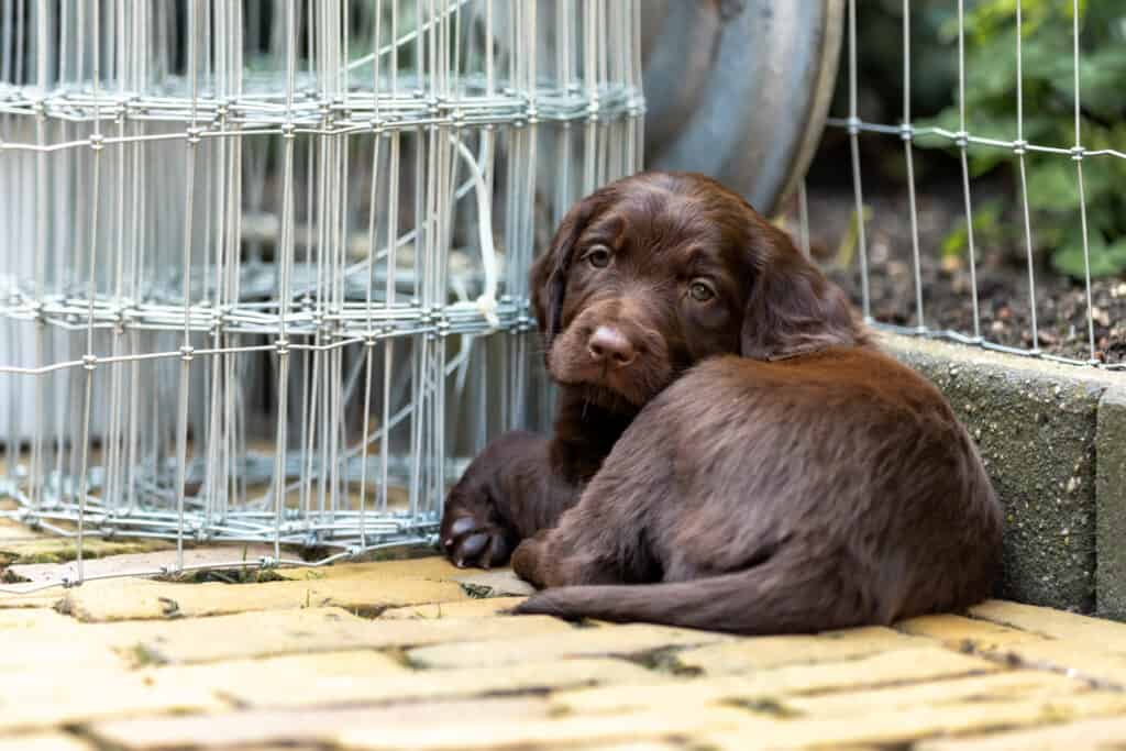 Adorable German Longhaired Pointer puppy