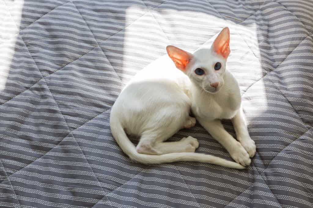 Oriental shorthair white cat sleeping in the sun