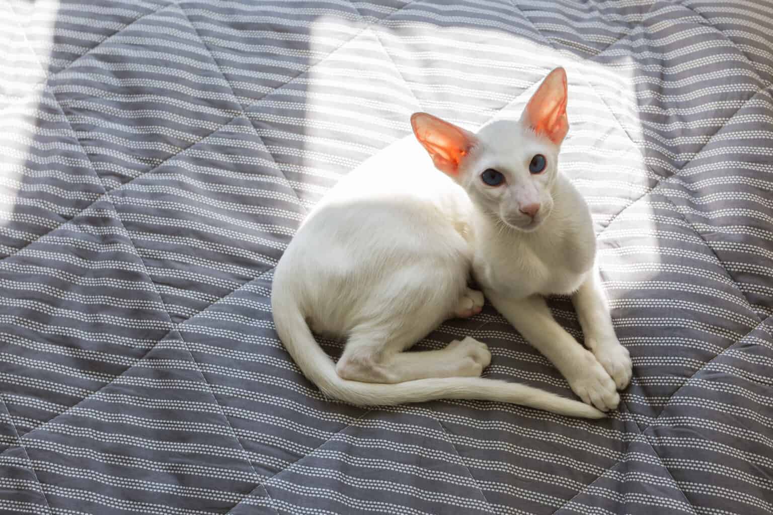 15 Types of White Cats - A-Z Animals