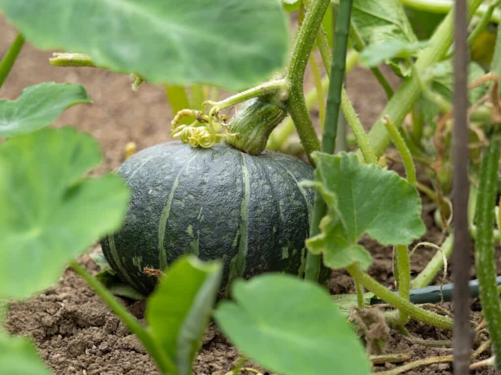 Kabocha squash on a vine in a field