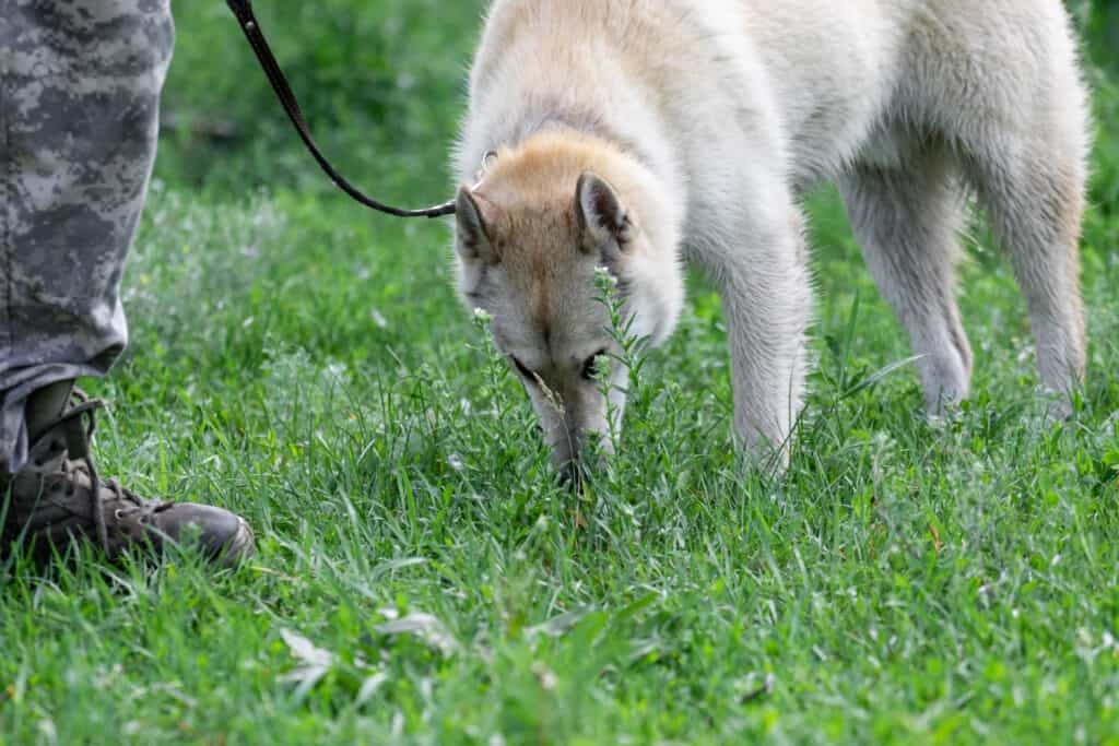 are west siberian laikas protective