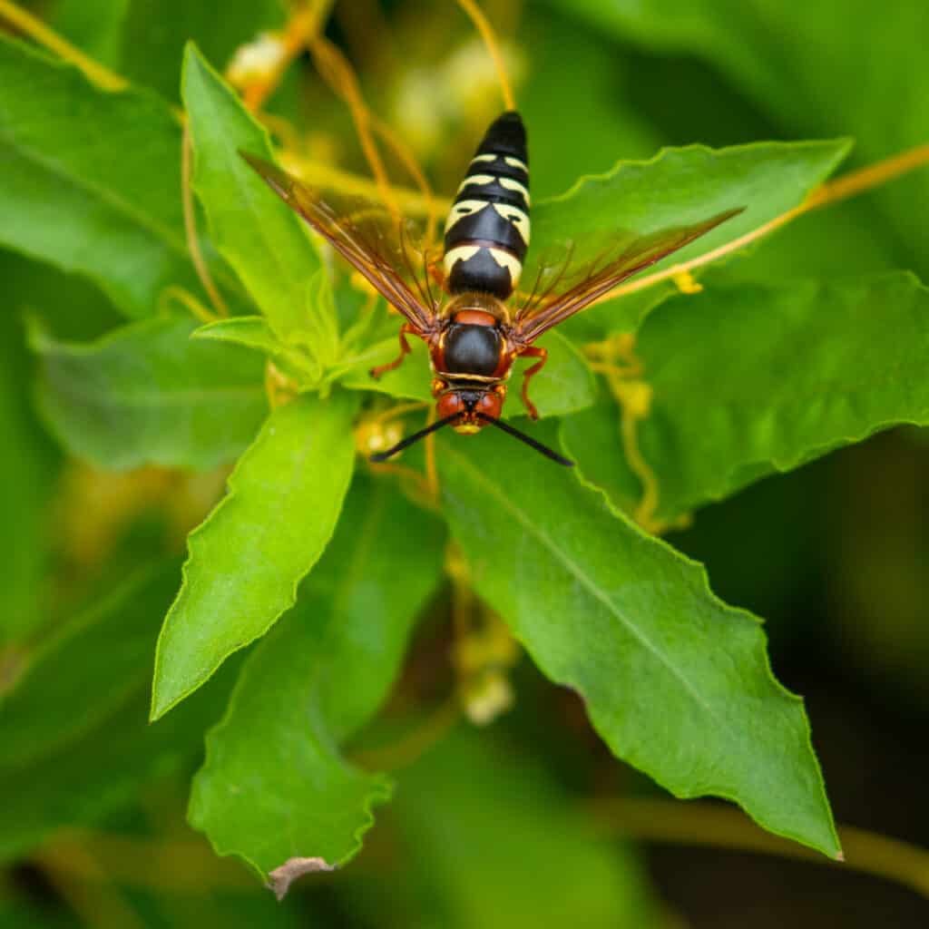 Wasp Resting on a leaf