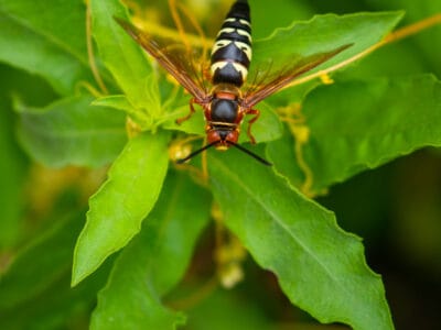 A 12 Plants That Keep Wasps Away