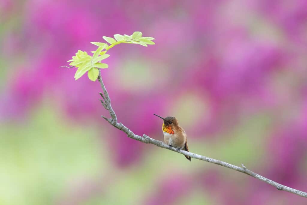 Rufous Hummingbird bird