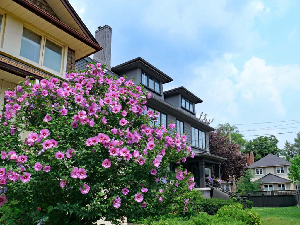 Rose of Sharon hibiscus bush in full bloom