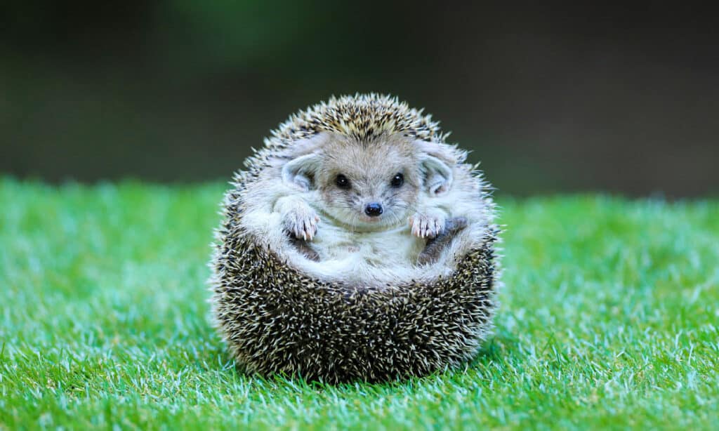 Cute, Hedgehog, Animal, Animal Wildlife, Close-up