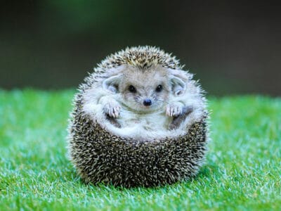 A Yes, Hedgehogs Can Swim! 7 Facts About These Surprisingly Strong Swimmers