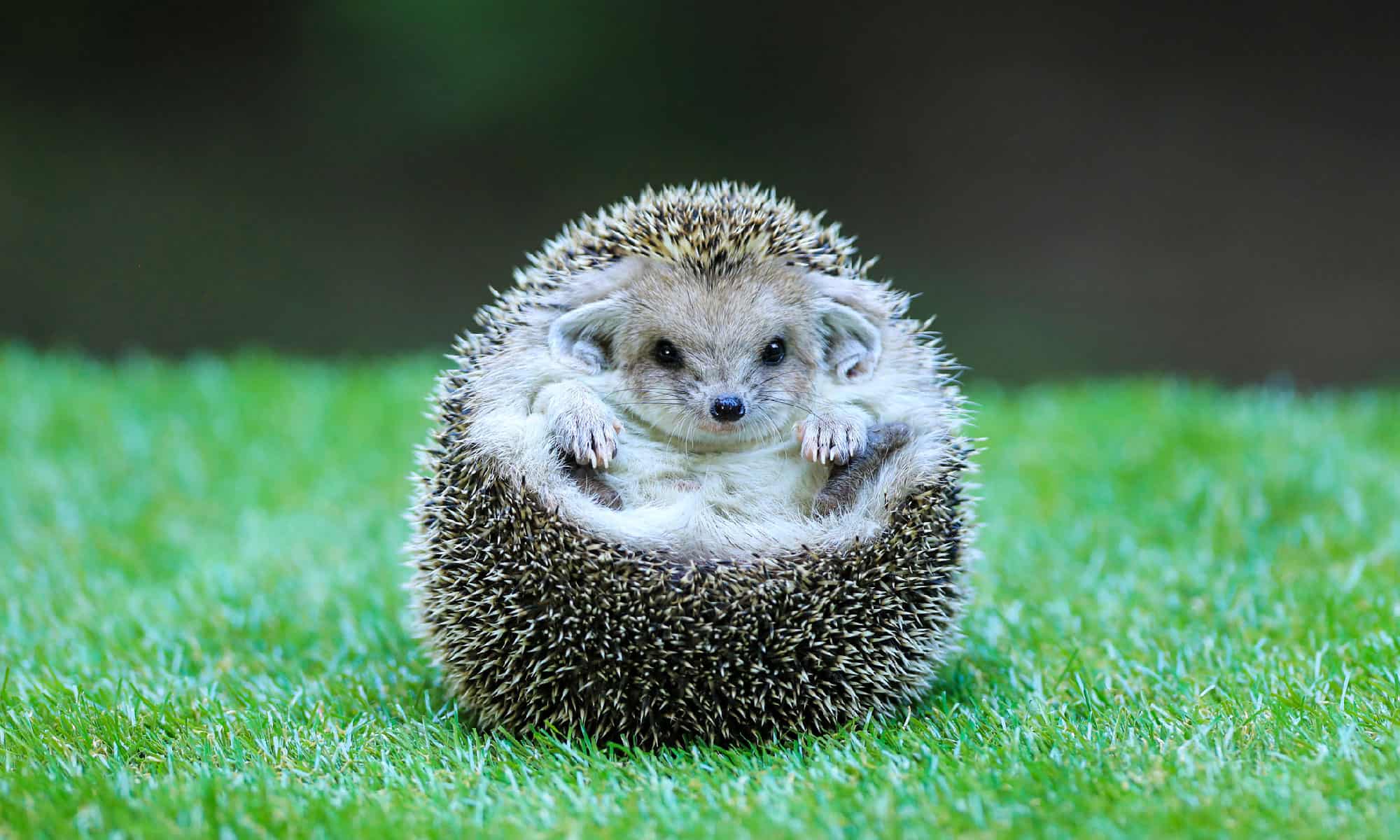 Can Hedgehogs Eat Snakes? Discover the Surprising Truth!