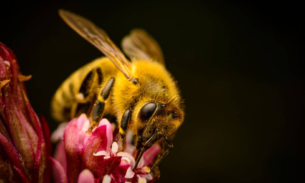 Bee, Black Background, Pollination, Animal, Animal Themes