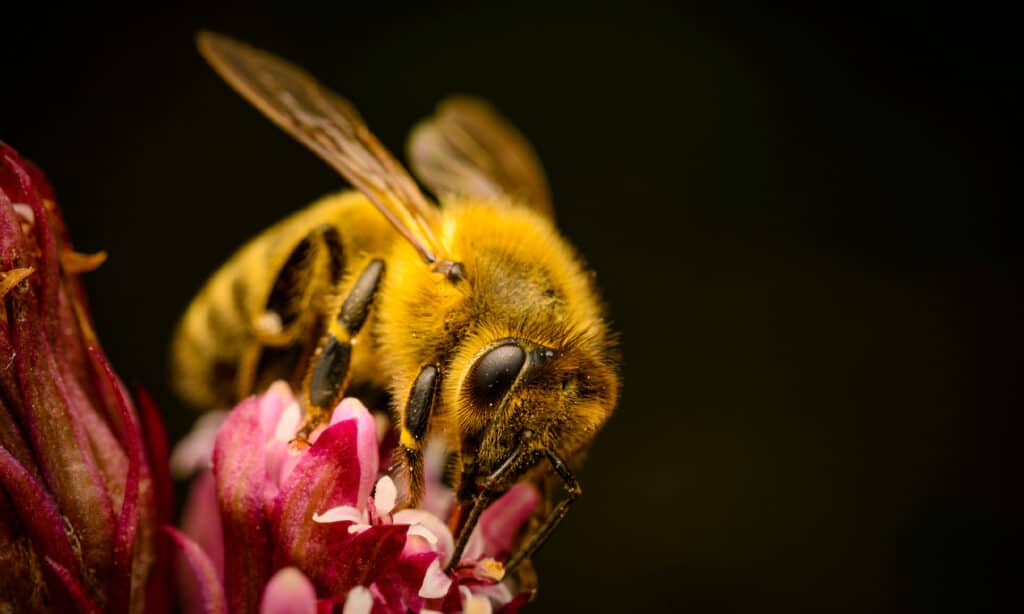 Bee Symbolism & Meaning  Spirit, Totem & Power Animal