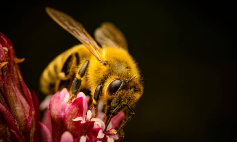 Bee, Black Background, Pollination, Animal, Animal Themes