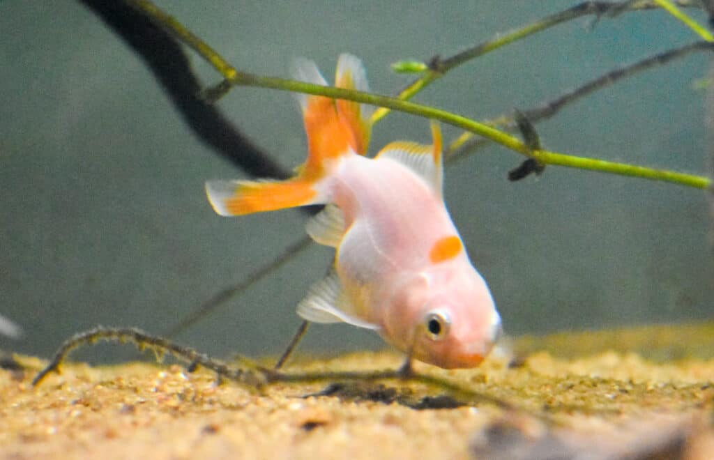 Up-close picture of an Oranda goldfish swimming  in the aquarium.