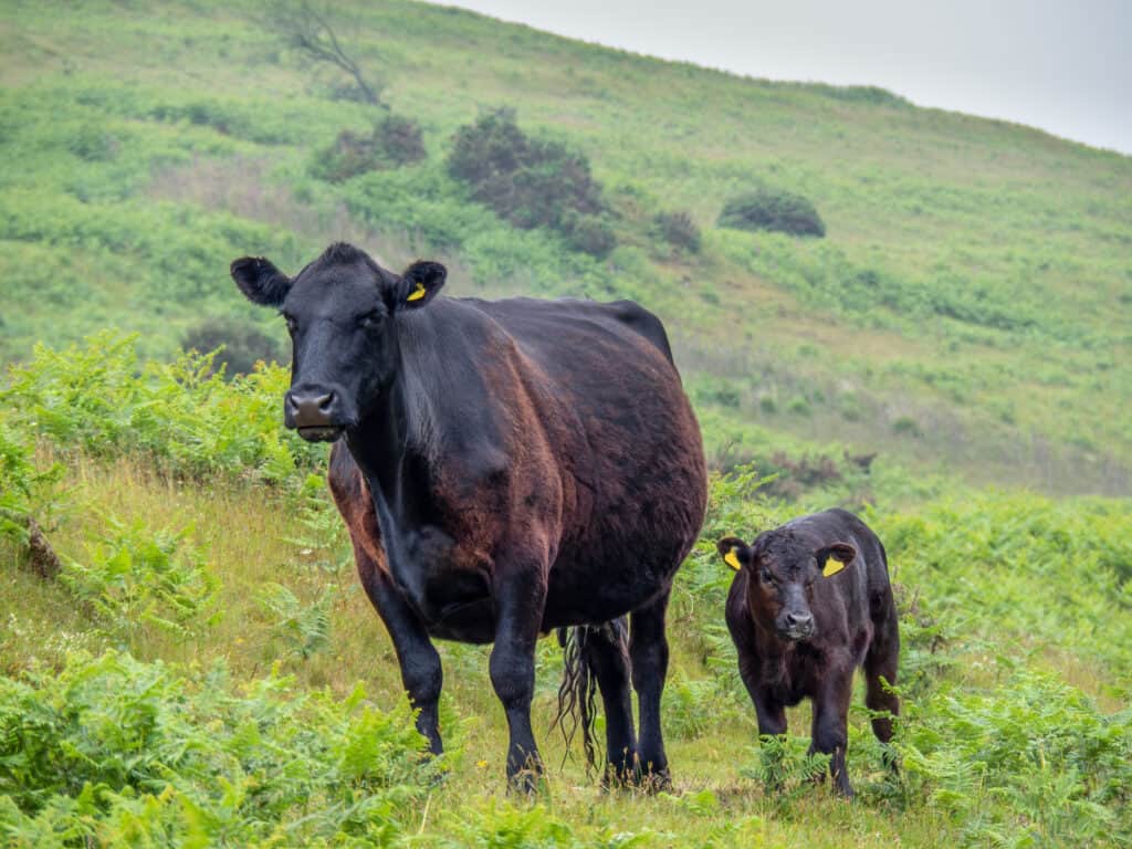 Welsh black cattle and baby on a hillside