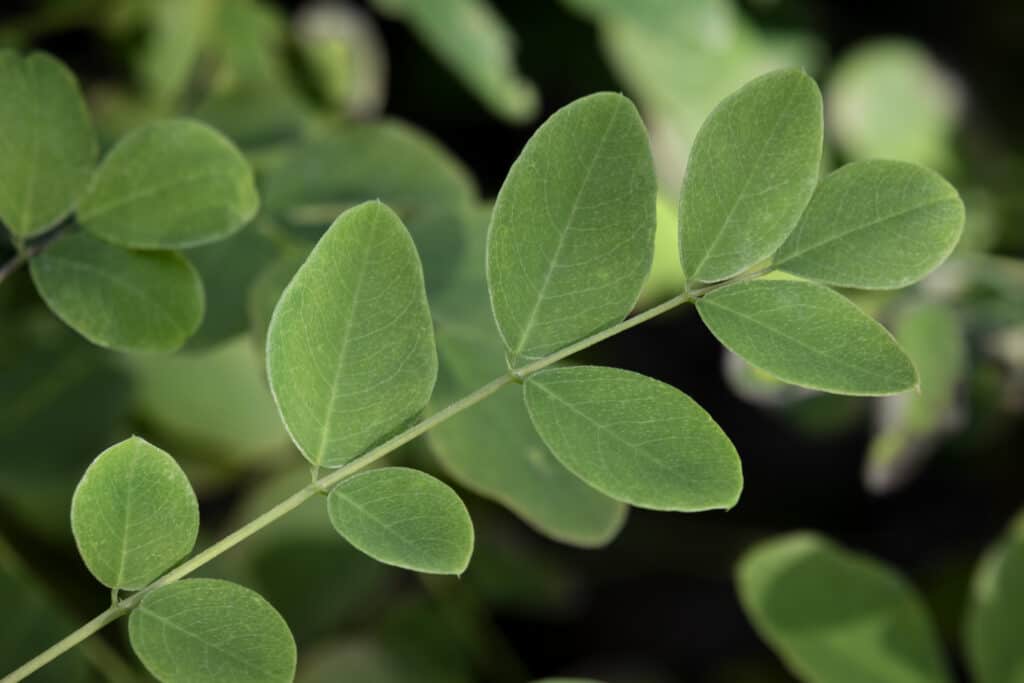 Twig of true indigo plant