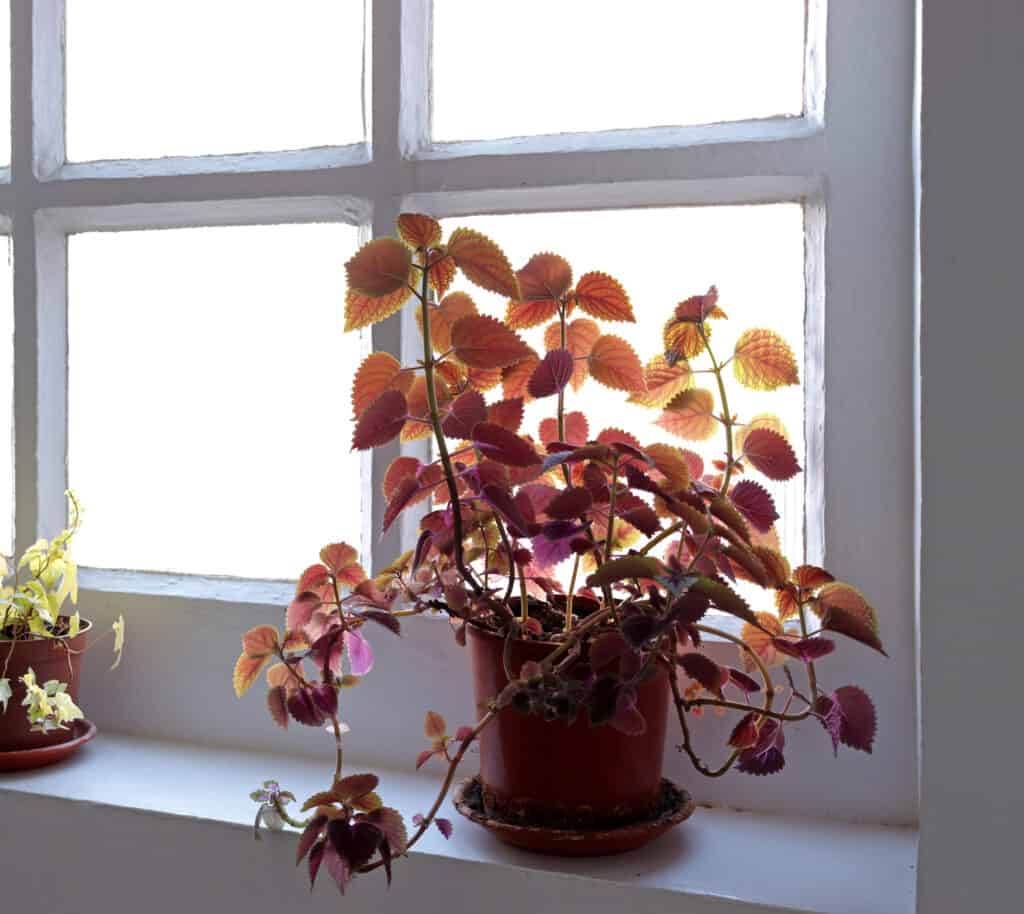 a reddish coleus seen against the light of a window