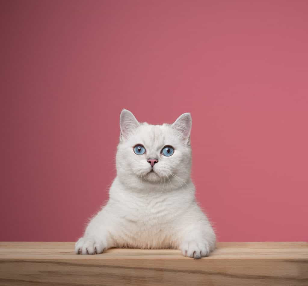 cute white British Shorthair cat leaning on wooden counter portrait on pink background