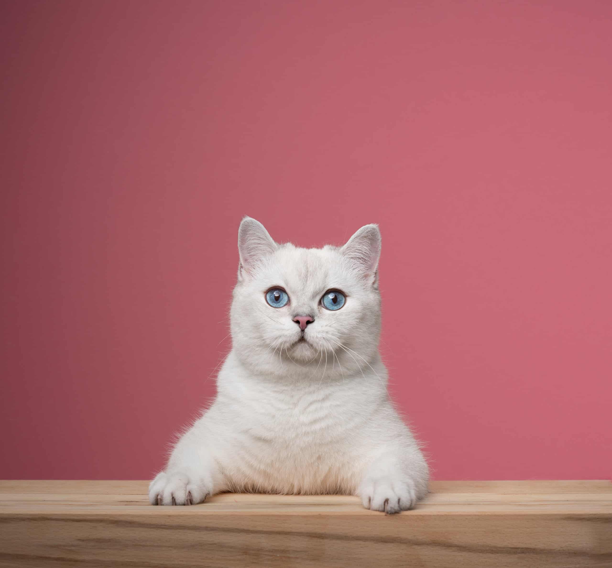 cute white British Shorthair cat leaning on wooden counter portrait on pink background