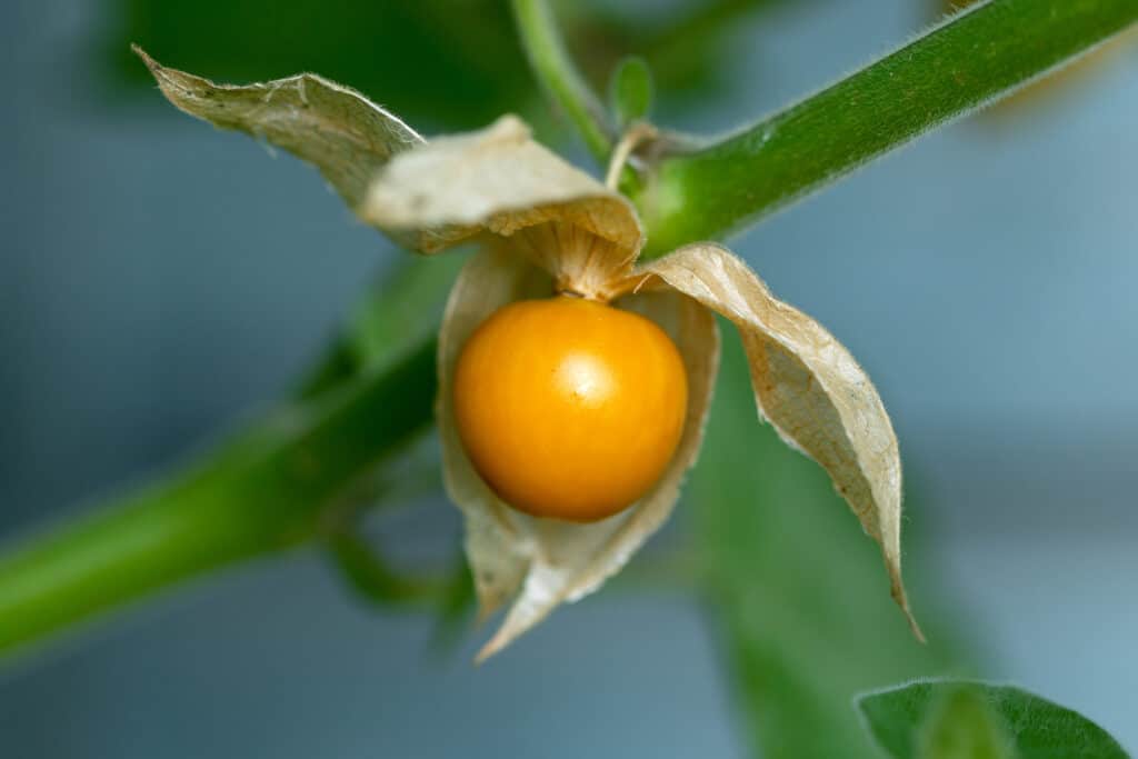 Ground Cherry