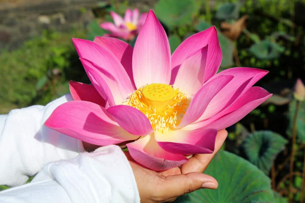 Sacred Lotus, Human Hand, Lotus Water Lily, Flower, Pink Color