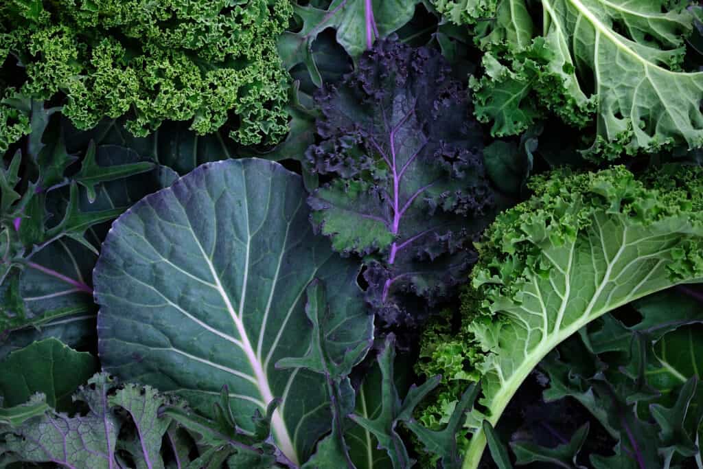 Leaves of different types of kale