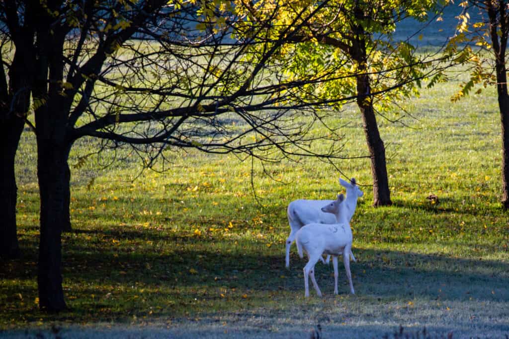 Albino White-tailed deer (odocoileus virginianus) standing in a Wausau, Wisconsin field