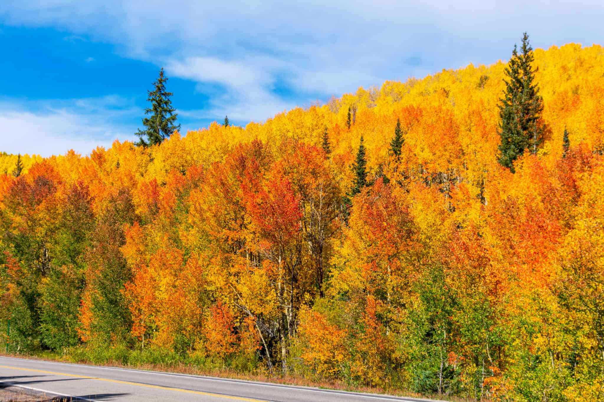 Leaves Changing In Colorado 2025