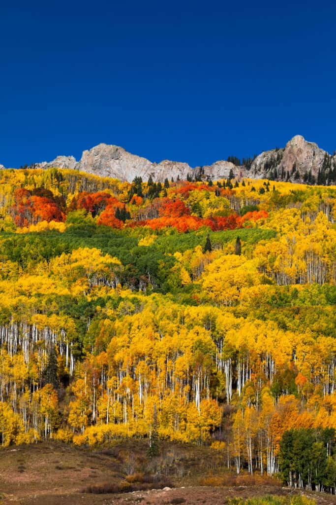 Best spots for leaf peeping in Colorado: Autumn Aspen trees in Kebler Pass, Colorado