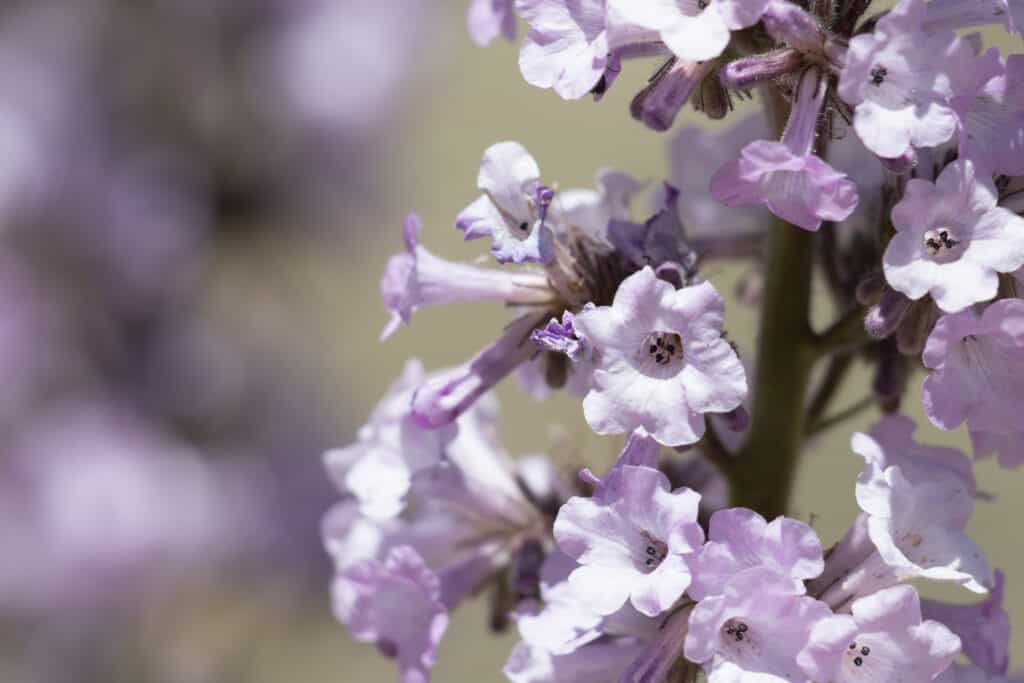 Eriodictyon parryi also known as Poodle-Dog Bush