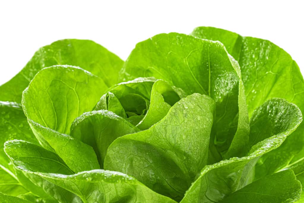 Bibb Lettuce