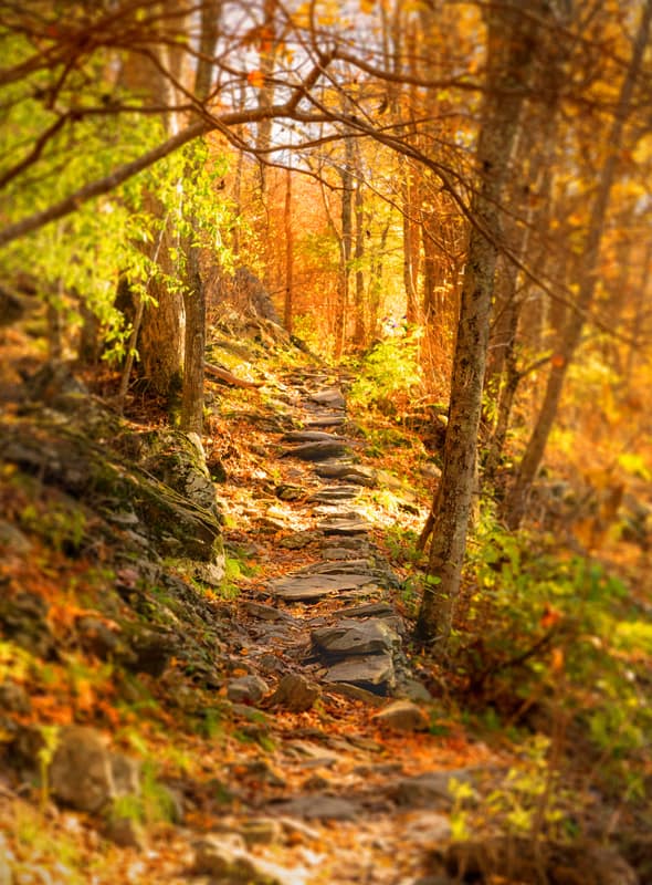 Shenandoah National Park, Mountain, Autumn, Beauty In Nature, Color Image