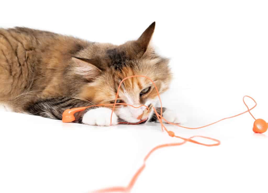 Cat with head set in mouth and between paws.