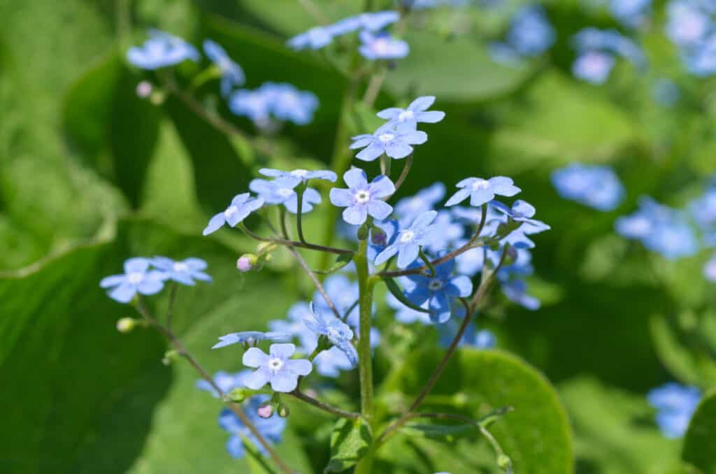 True forget-me-not : Myosotis scorpioides - Boraginaceae (Borage)