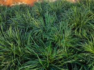 Mondo Grass vs. Liriope: Identifying Their Differences Picture