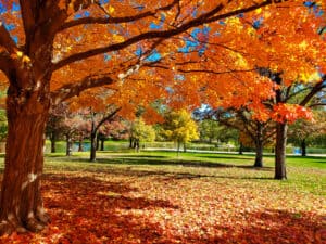 Discover 6 Incredible Places to See Fall Foliage in Illinois Picture