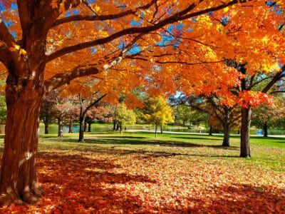 A Discover 6 Incredible Places to See Fall Foliage in Illinois