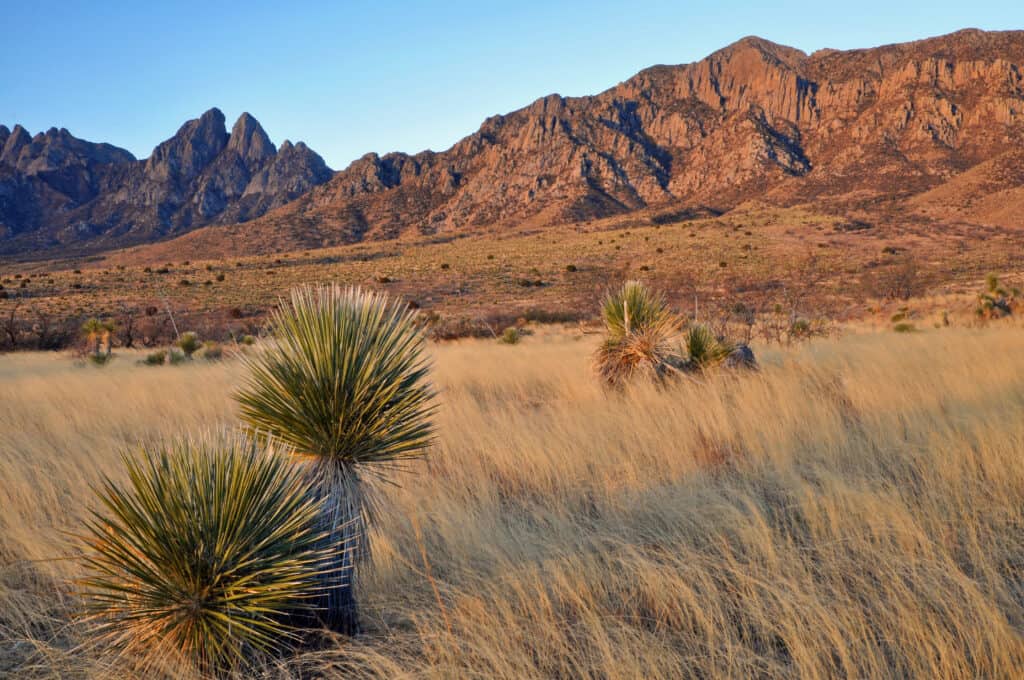 Yucca plants at dawn at base of Organ Mountains near Las Cruces, New Mexico