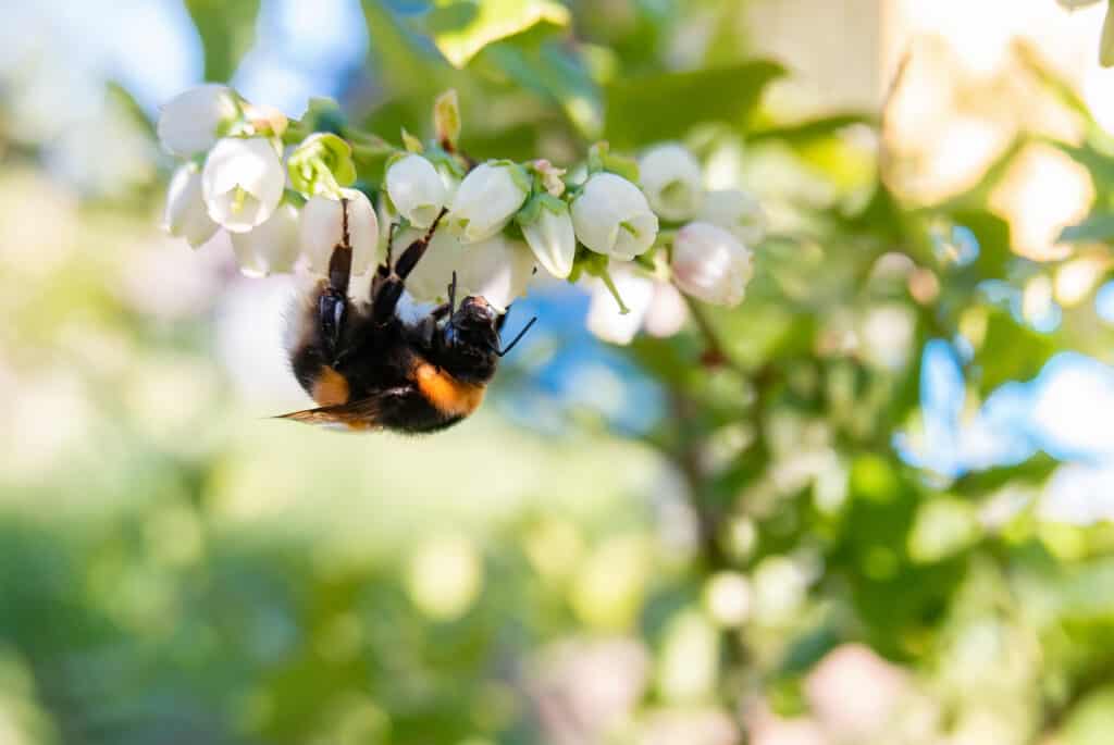 A bee collecting nectar from blueberry flowers